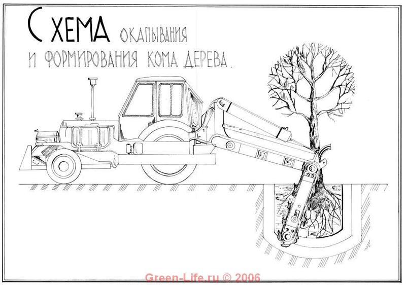 Схема окапывания и формирования кома дерева Схема окапывания и формирования кома дерева