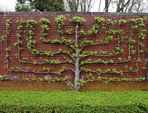 Декоративное озеленение стены