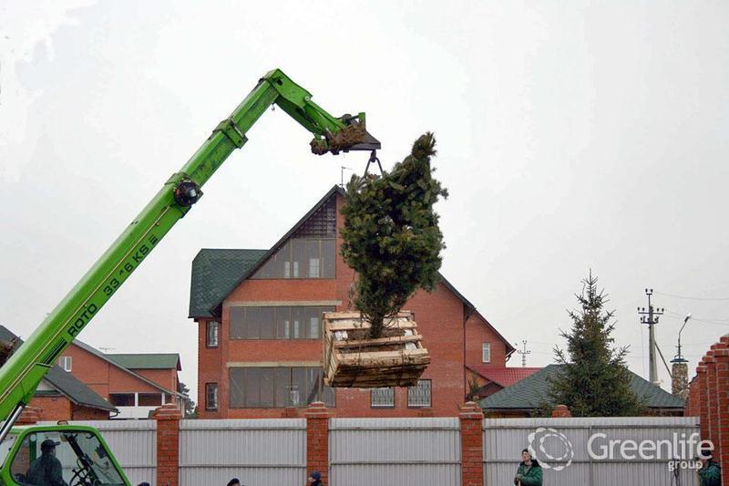 Посадка крупномеров
